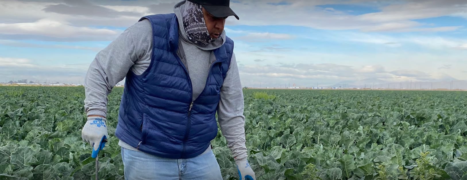 A farmworker in a blue vest and gloves harvests crops in a large green field under cloudy skies. This image relates to California SB 294 Know Your Rights notice requirements for agricultural workers, effective January 1, 2026.